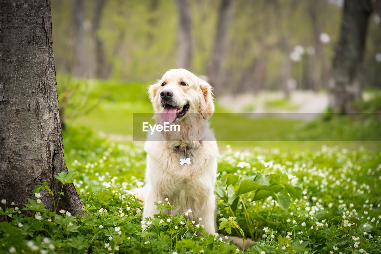 View of a dog on tree trunk