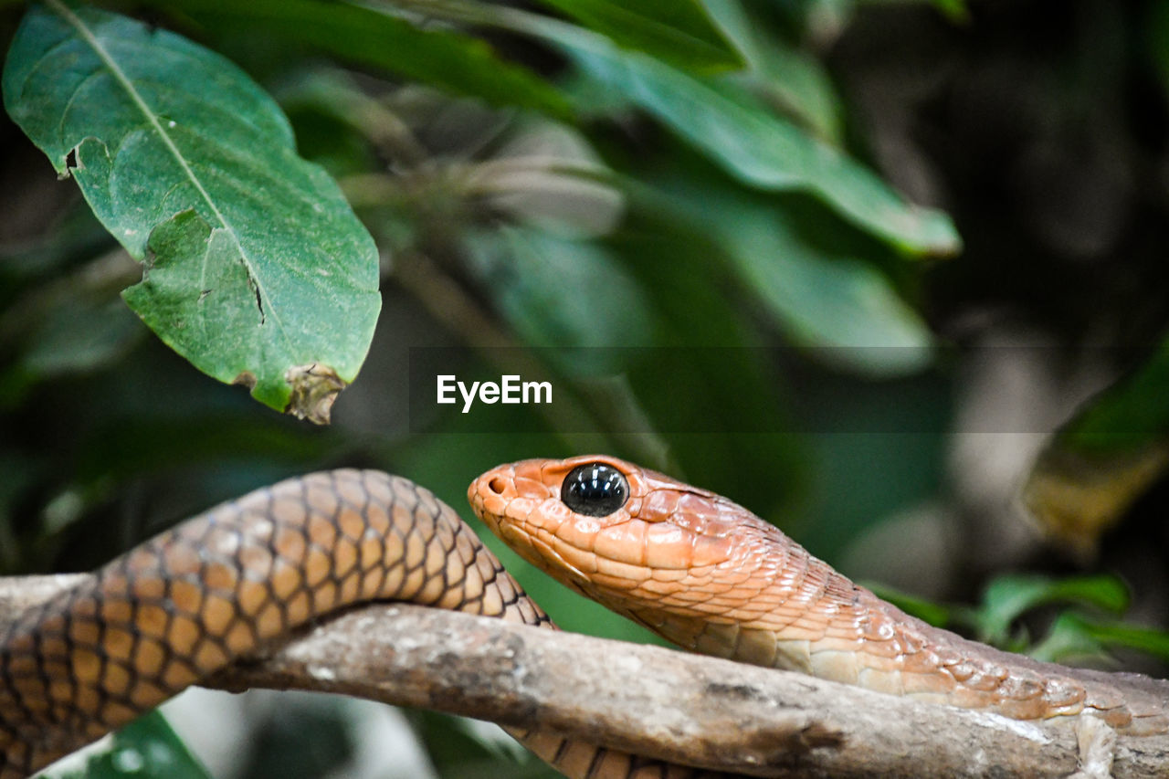 Close-up of snake on branch