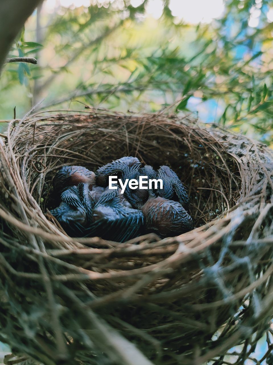 High angle view of birds in nest