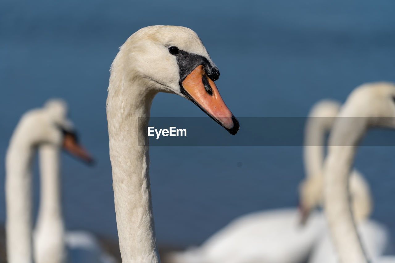 CLOSE-UP OF SWAN IN LAKE