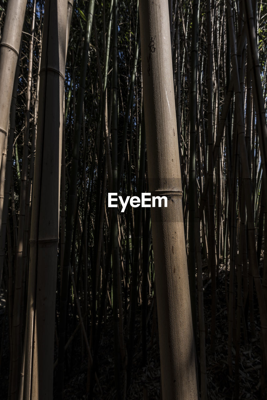 CLOSE-UP OF BAMBOO TREES ON FIELD