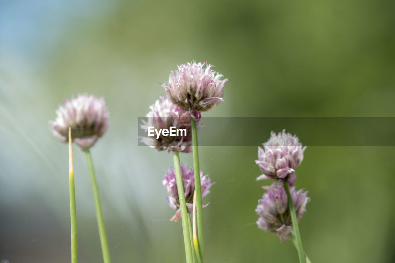 CLOSE-UP OF PURPLE FLOWERING PLANTS