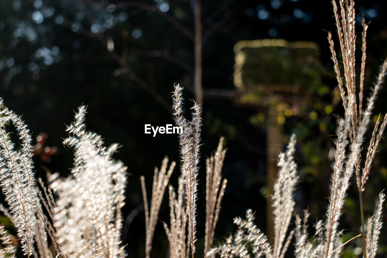 CLOSE-UP OF STALKS AGAINST THE SKY