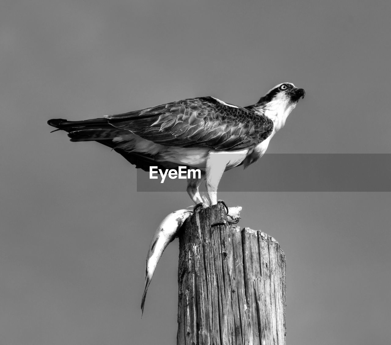 Owl perching on wooden post against clear sky