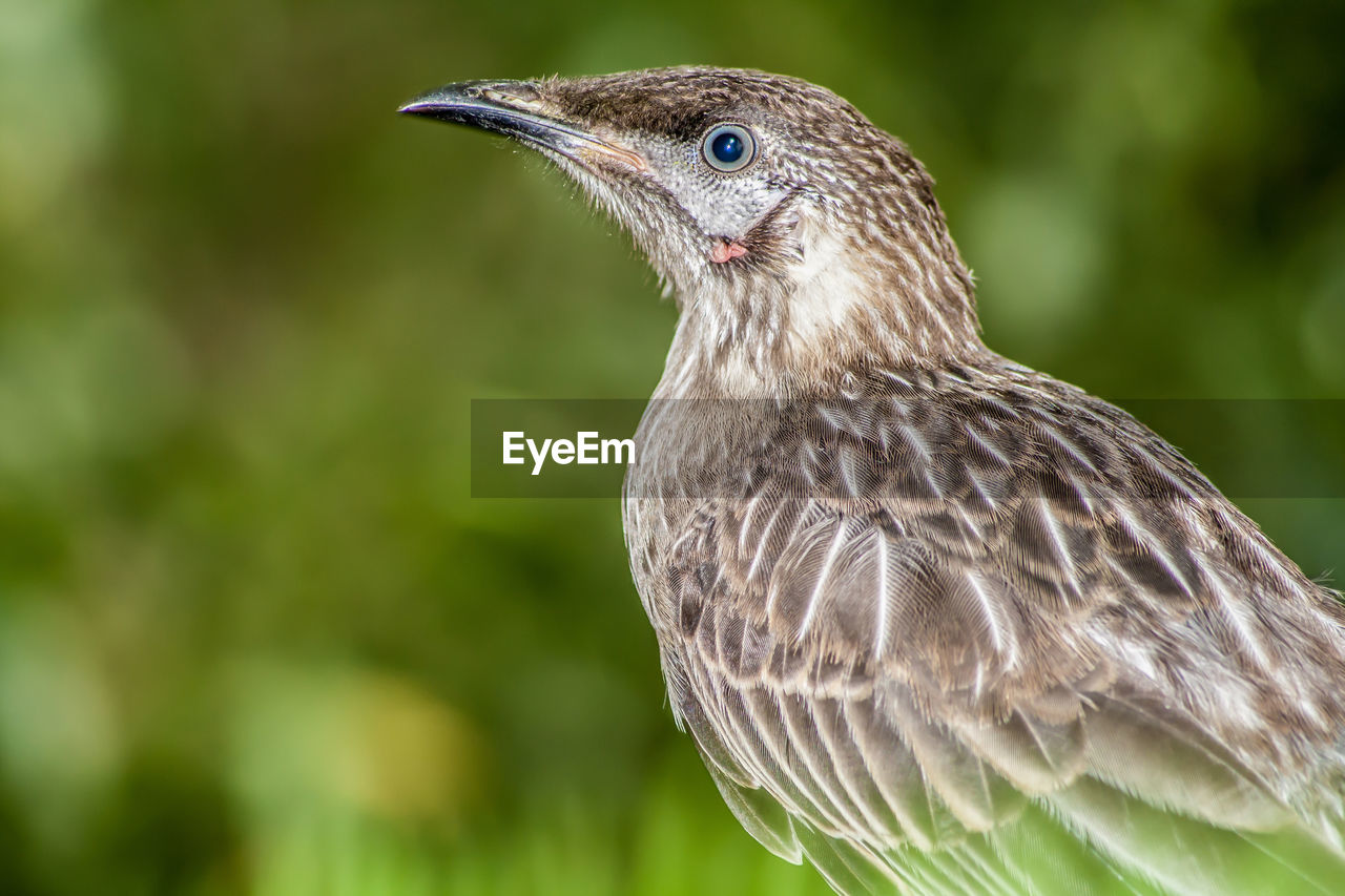 Young wattlebird looking away