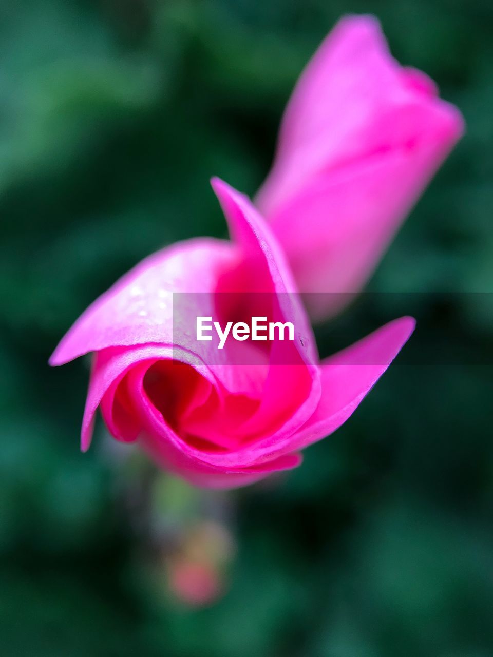 CLOSE UP OF PINK ROSE