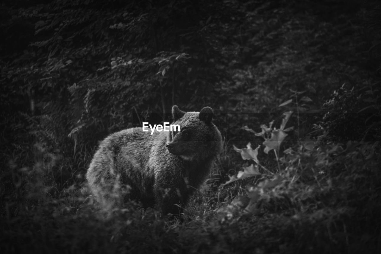 Wild brown bear in the forests of harghita area, romania.