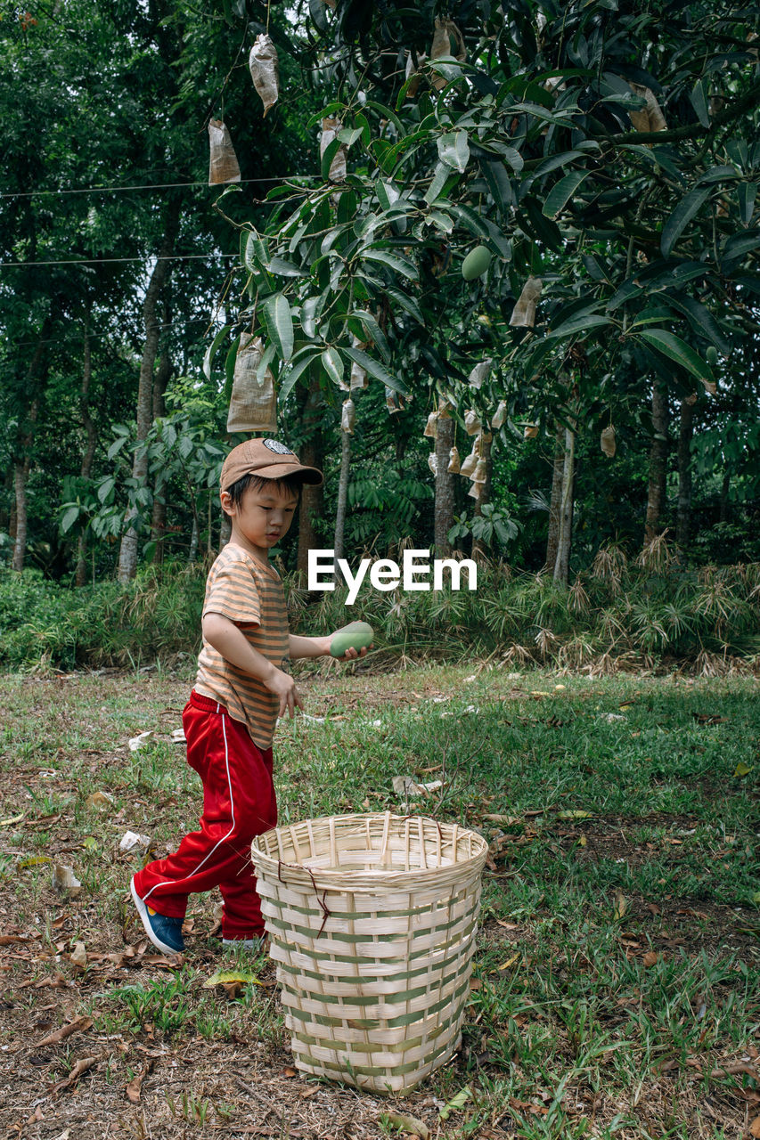 Boy by basket holding unripe mango at farm