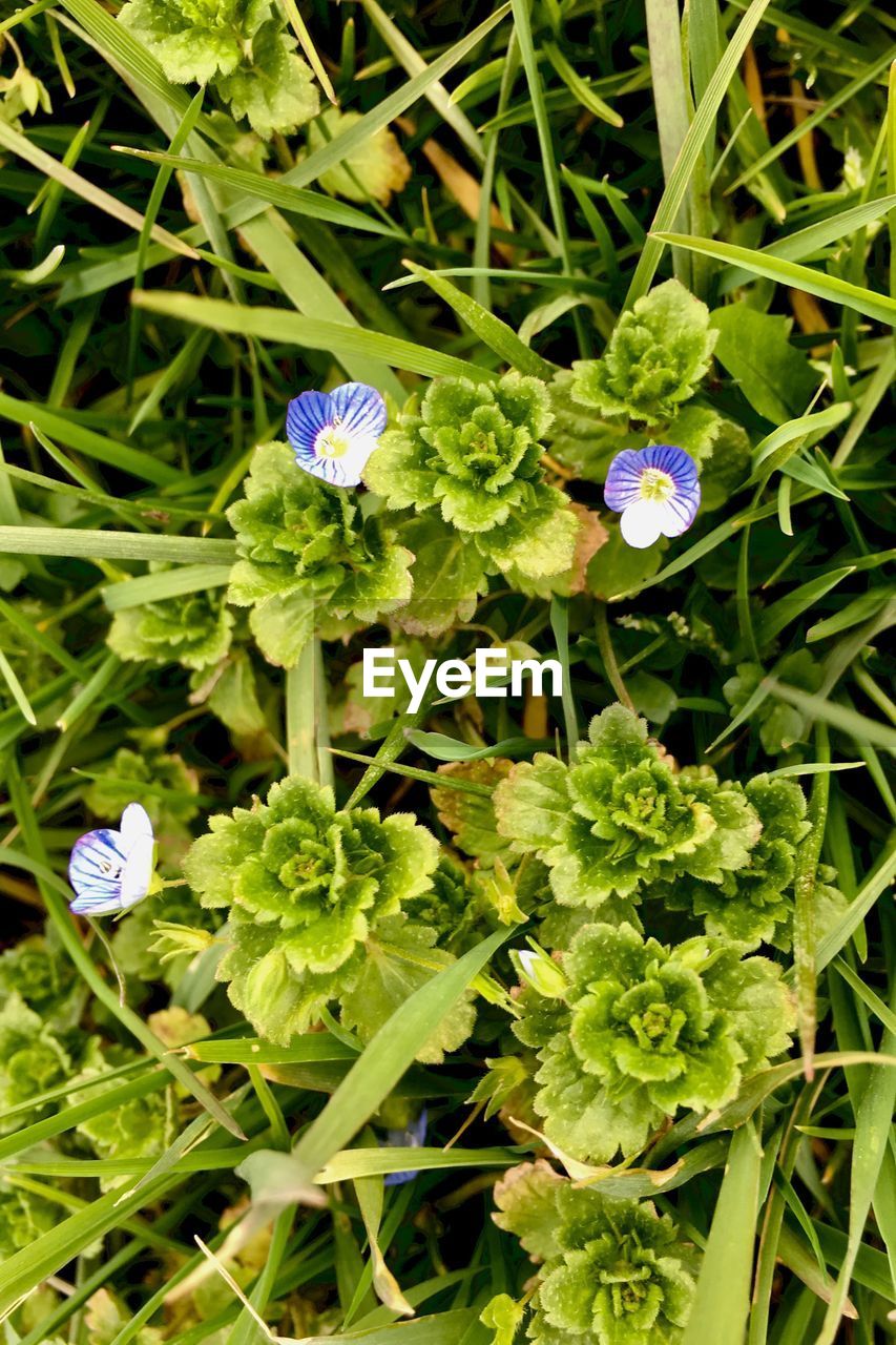 CLOSE-UP OF PURPLE FLOWERS