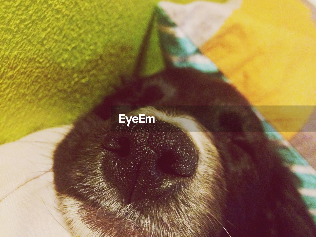 EXTREME CLOSE-UP OF DOG