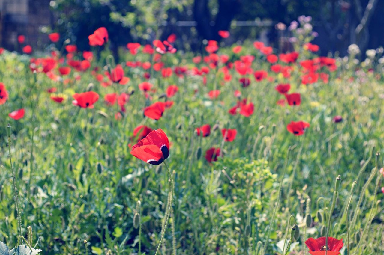 Red poppy flowers growing on field