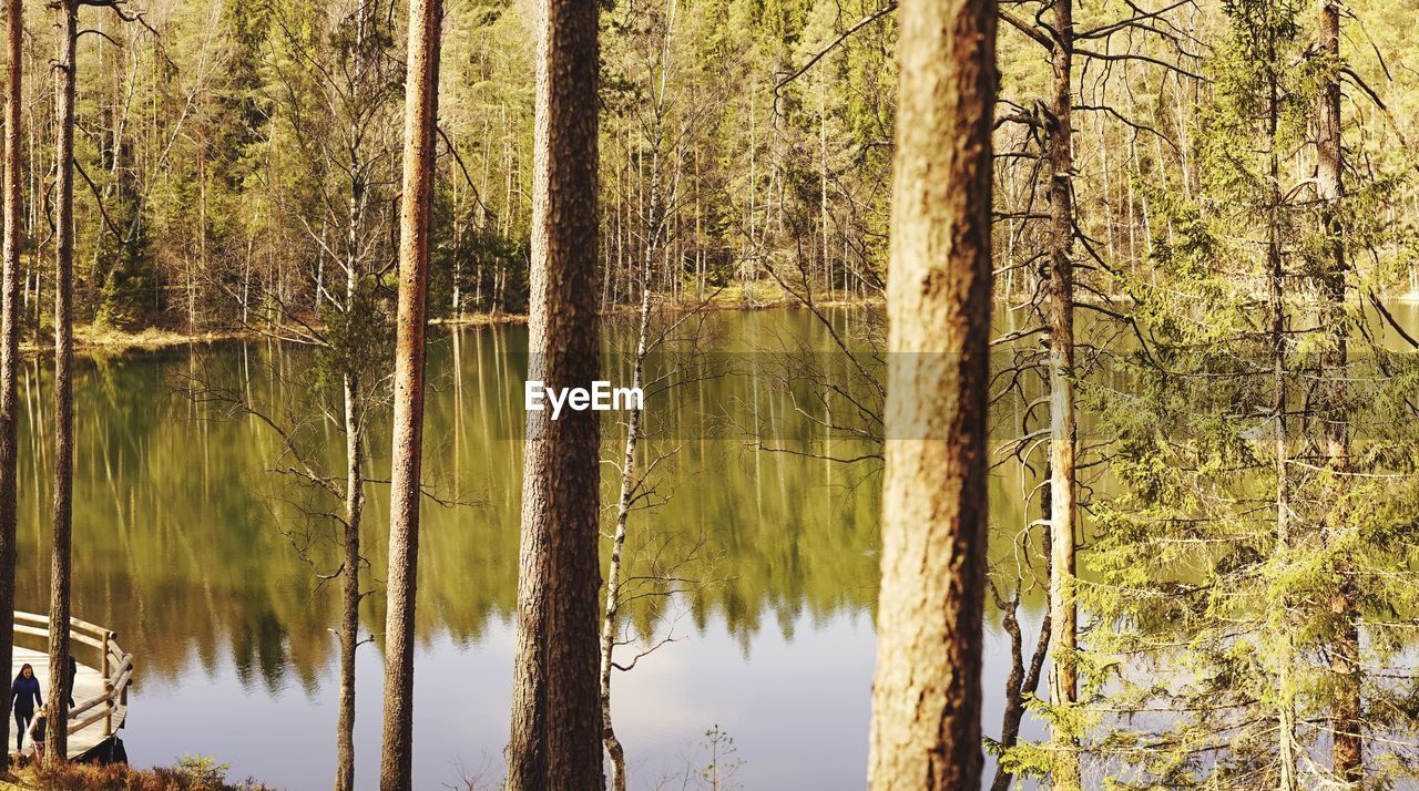 Panoramic view of pine trees in forest