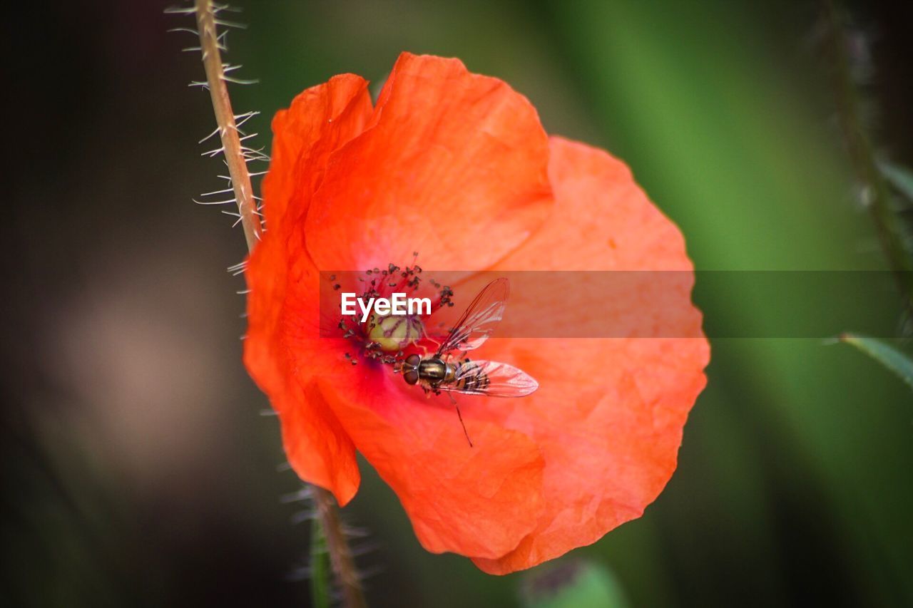 CLOSE-UP OF HONEY BEE POLLINATING ON RED FLOWER