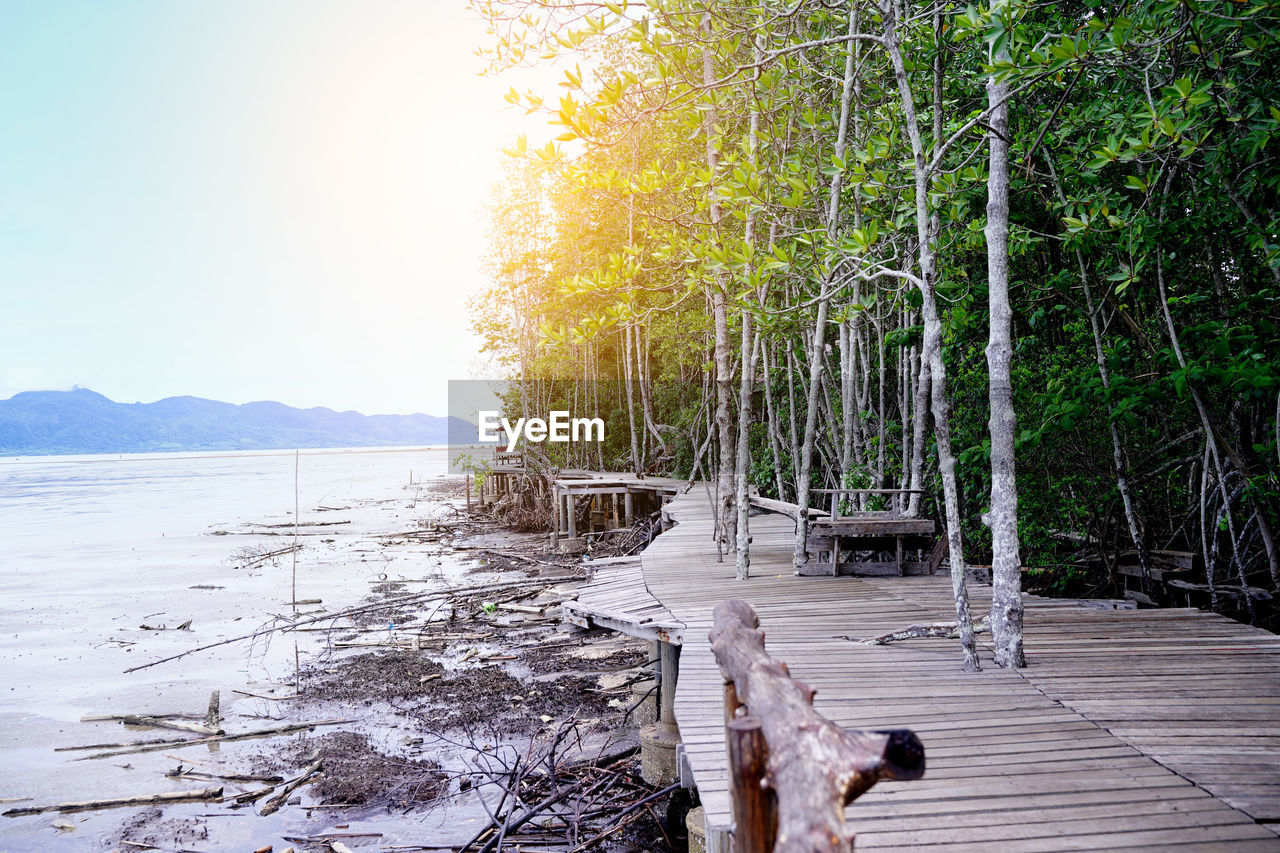 SCENIC VIEW OF TREES AGAINST SKY