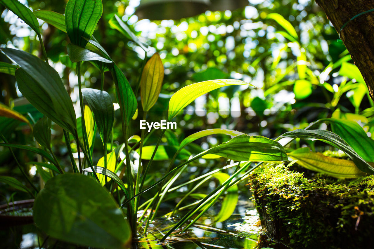 CLOSE-UP OF GREEN PLANTS