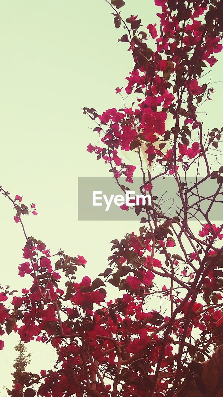 LOW ANGLE VIEW OF FLOWERING TREE