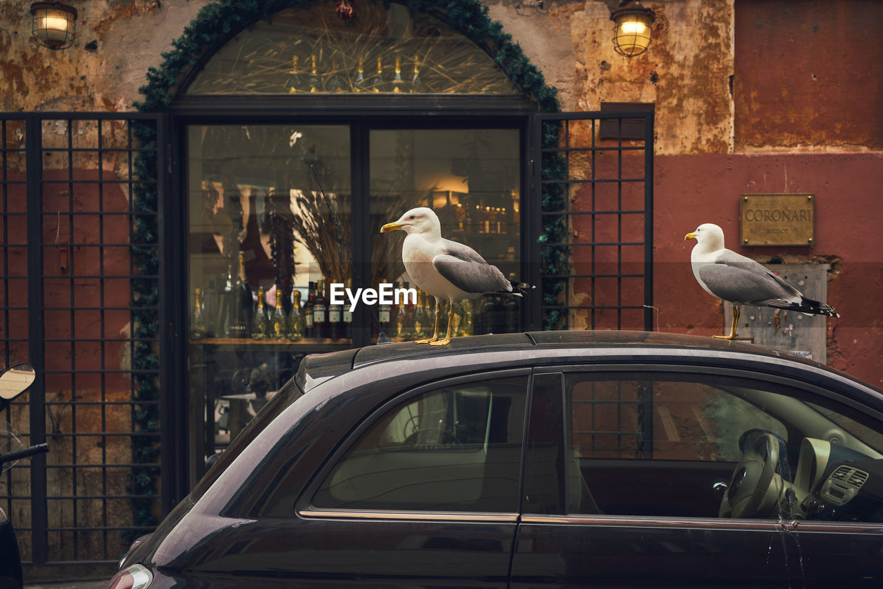 BIRDS PERCHING ON CAR