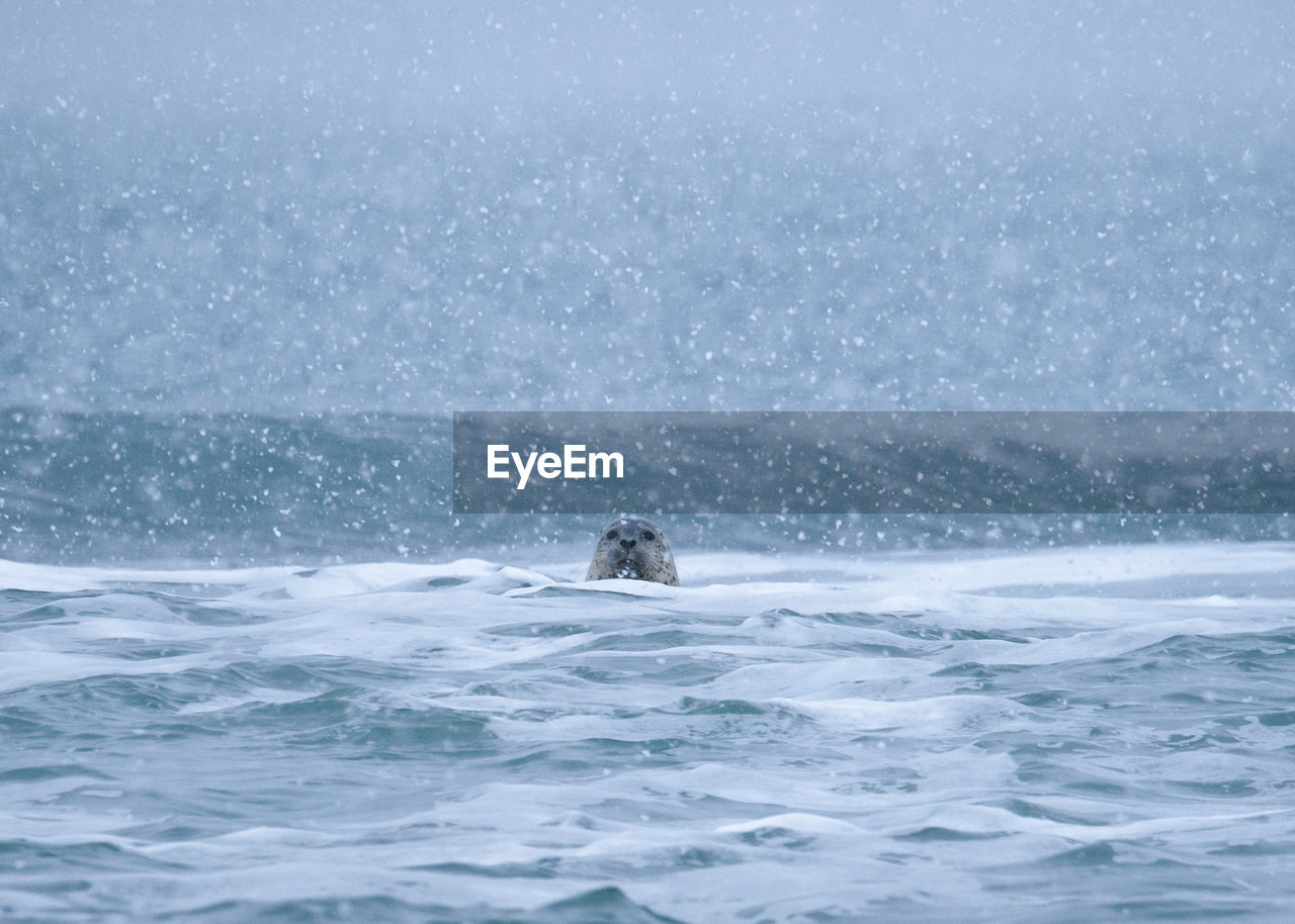 VIEW OF TURTLE IN SEA