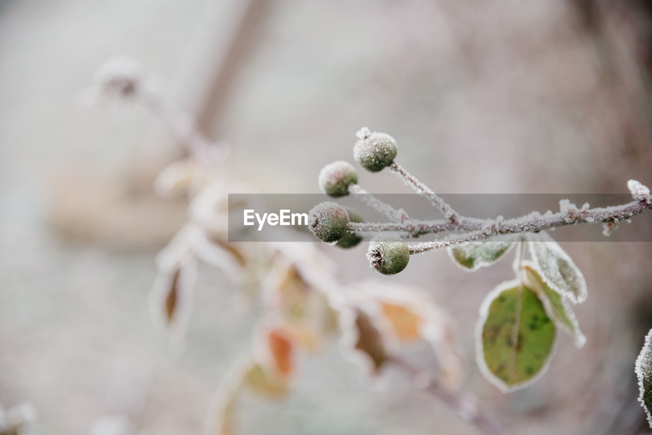 Close-up of snow on twig