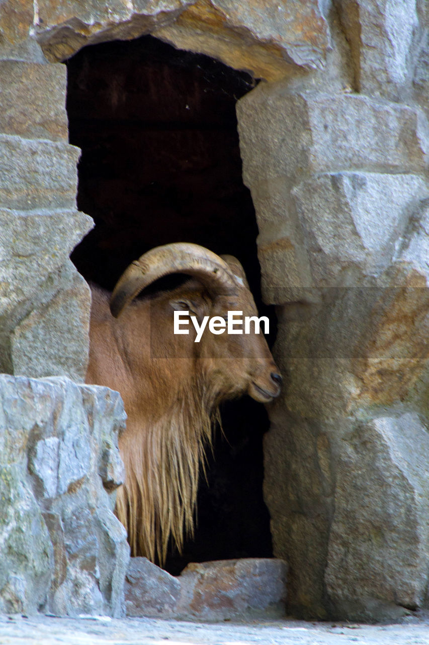 LOW ANGLE VIEW OF ANIMAL ON ROCK