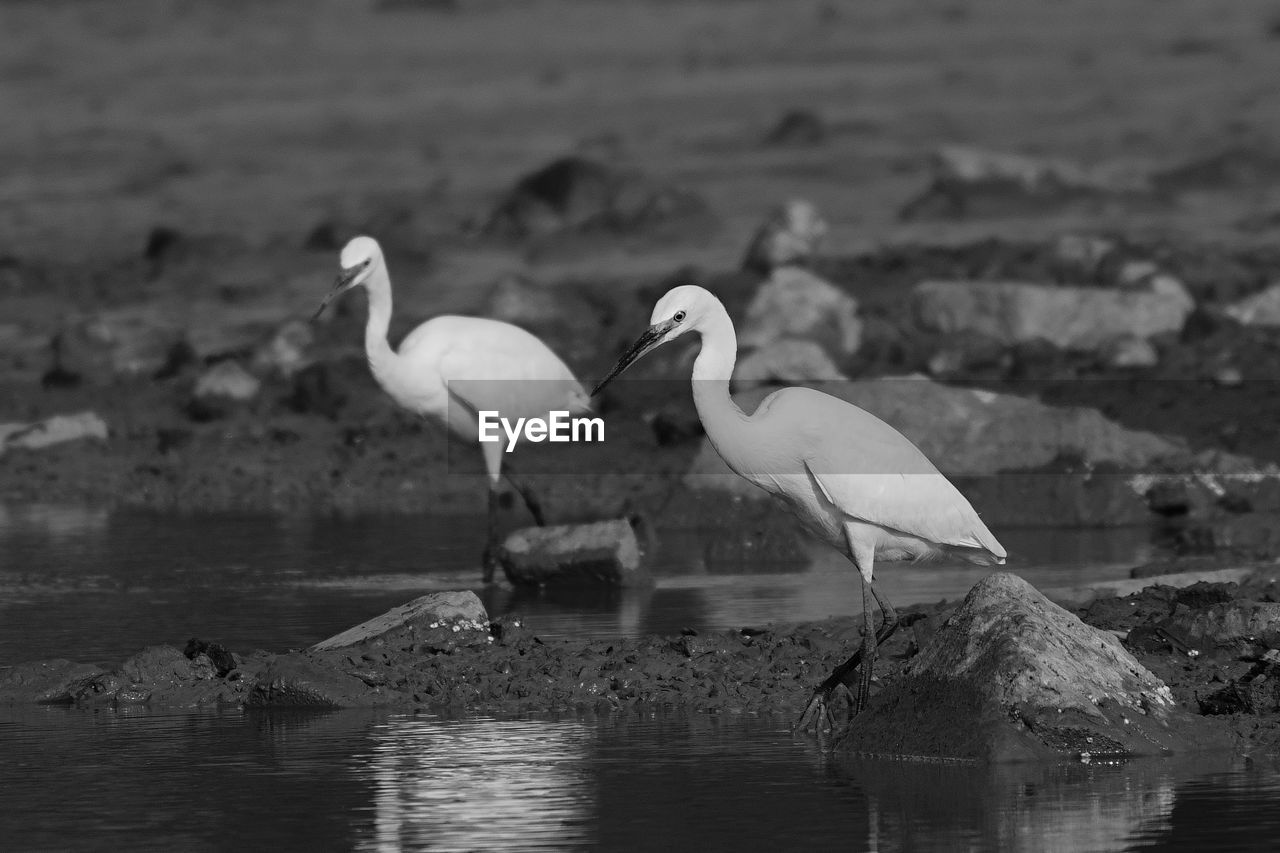 bird, animal themes, animal, animal wildlife, wildlife, water, black and white, group of animals, monochrome, monochrome photography, lake, nature, two animals, no people, white, reflection, beak, day, focus on foreground, water bird, outdoors, full length, beauty in nature, side view, perching