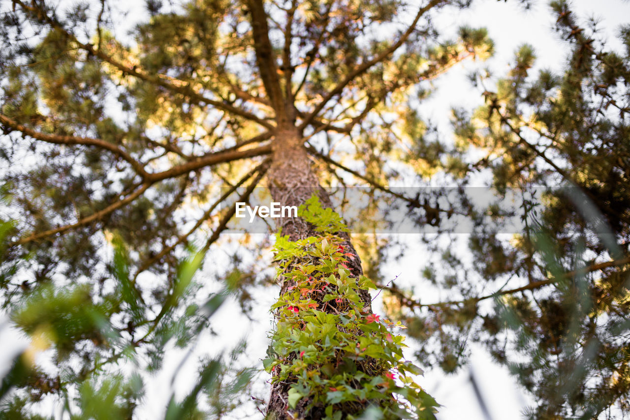 Low angle view of tree against sky