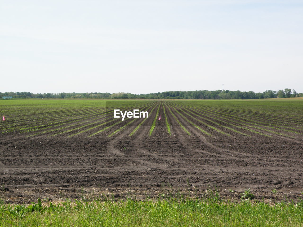 Scenic view of agriculture field against sky