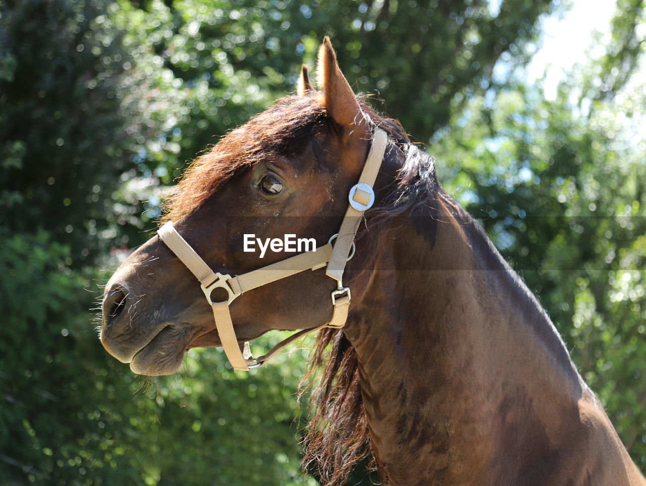 CLOSE-UP OF A HORSE ON A LAND