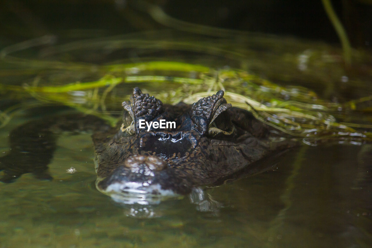 VIEW OF A TURTLE IN WATER