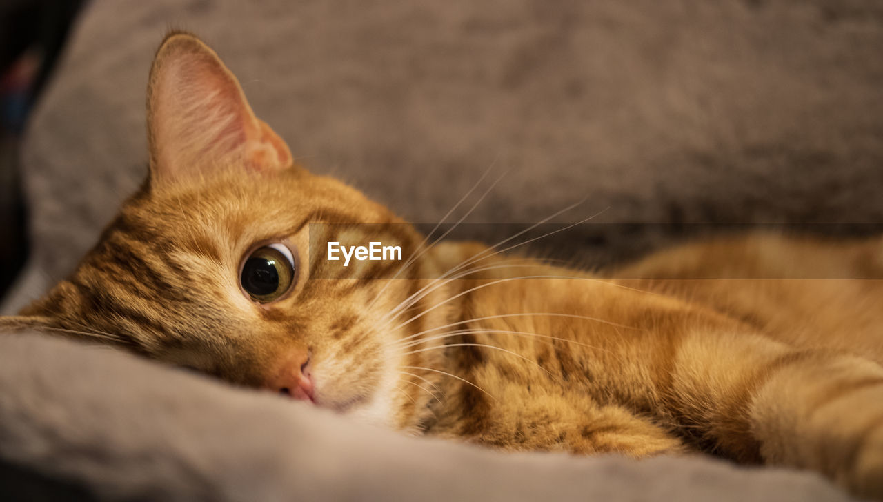 animal, animal themes, pet, mammal, cat, domestic animals, one animal, whiskers, domestic cat, nose, feline, close-up, relaxation, lying down, small to medium-sized cats, no people, felidae, animal body part, indoors, portrait, selective focus, tabby cat, looking at camera, cute, animal head, resting, skin, kitten, furniture