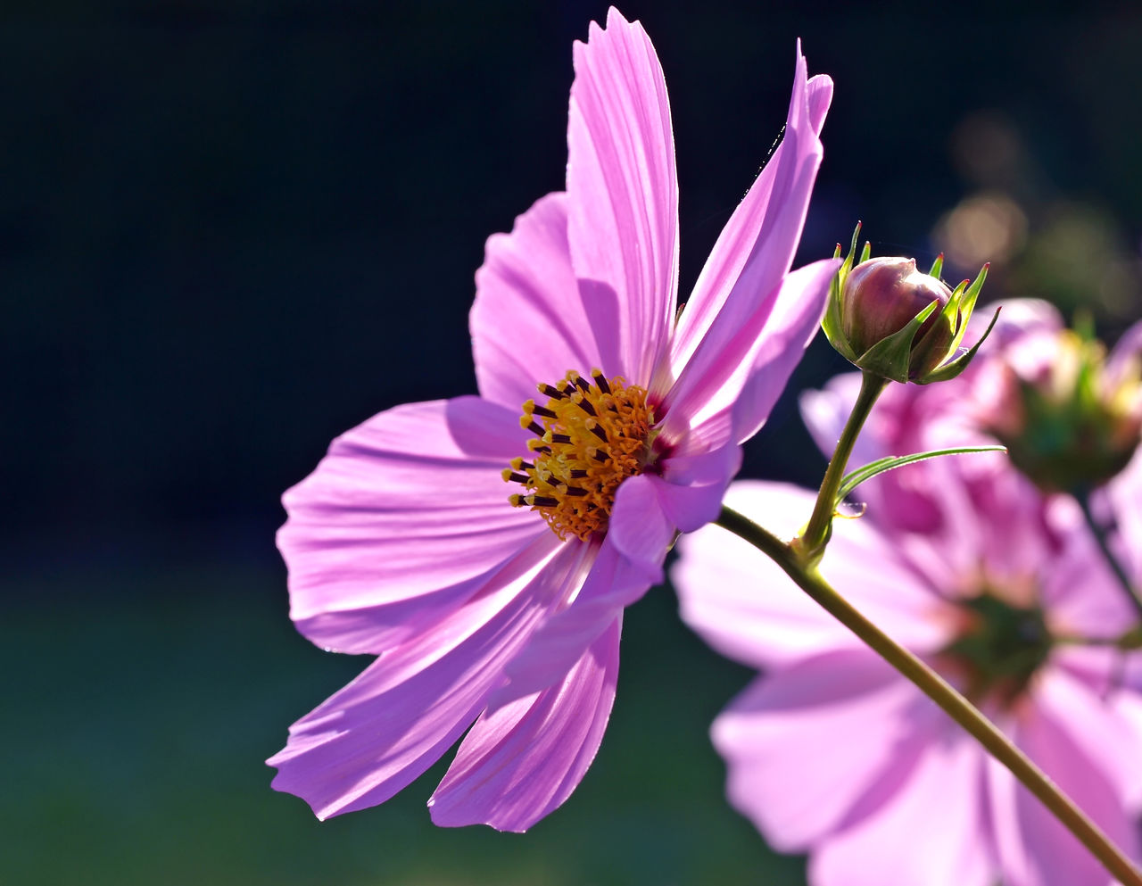 Close-up of pink cosmos flower blooming outdoors