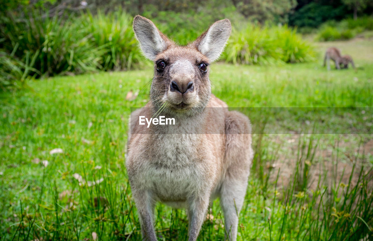 Portrait of kangaroo on grassy field