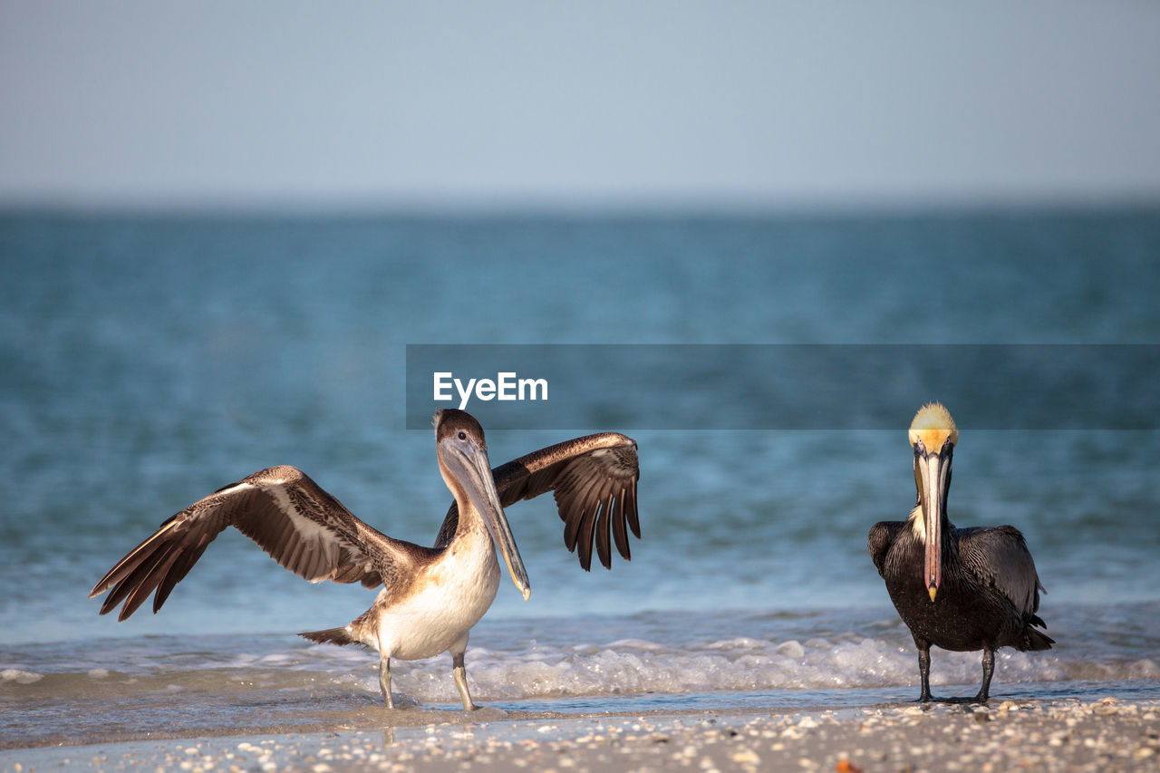 Brown pelican bird pelecanus occidentalis swimming and flying around clam pass in naples, florida