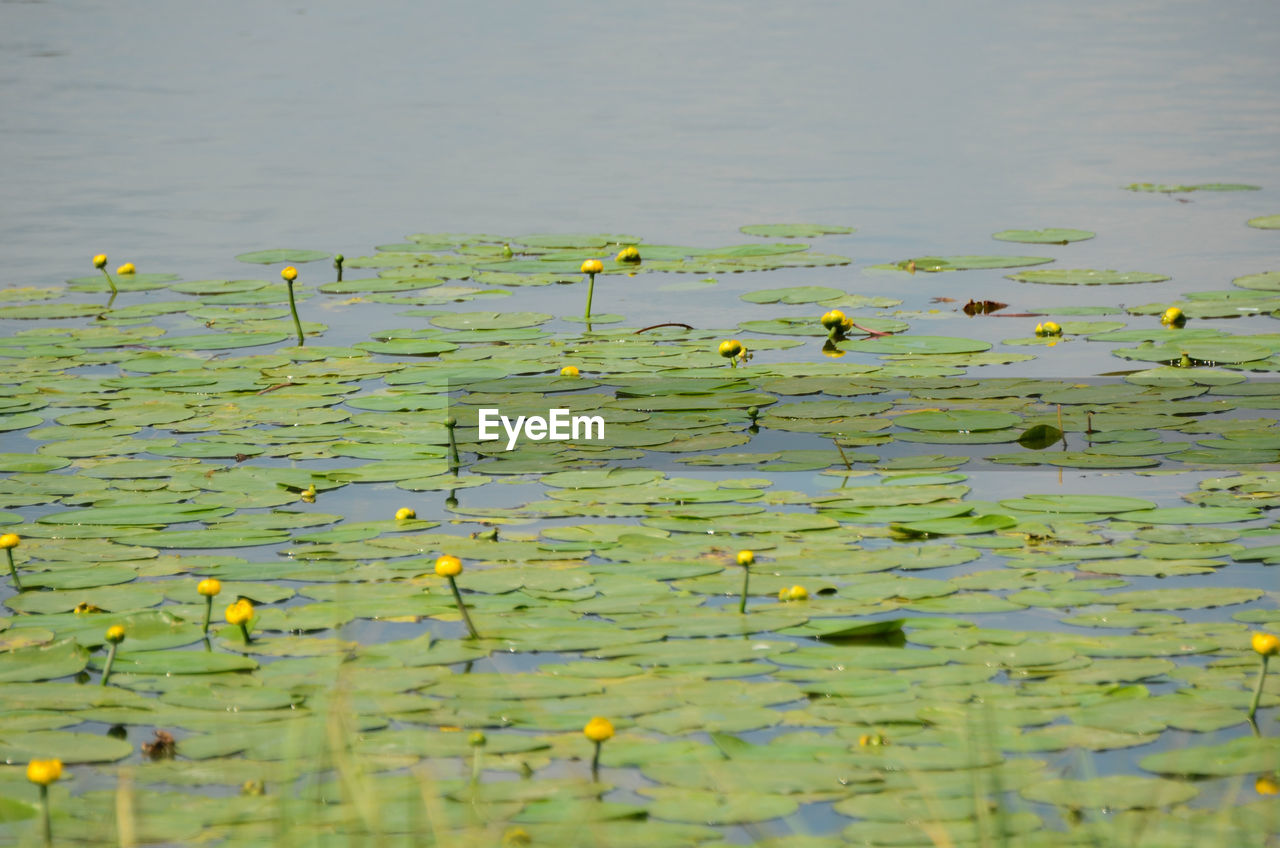 Scenic view of water lily in lake
