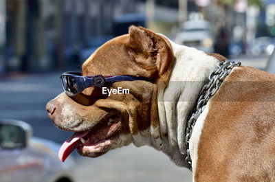 Cool pitbull dog wearing sunglasses ID 179951992