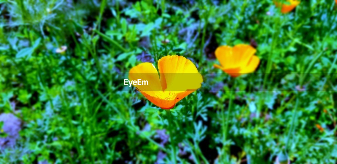 CLOSE-UP OF YELLOW FLOWER