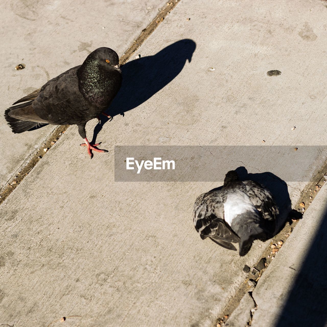 HIGH ANGLE VIEW OF BIRDS PERCHING