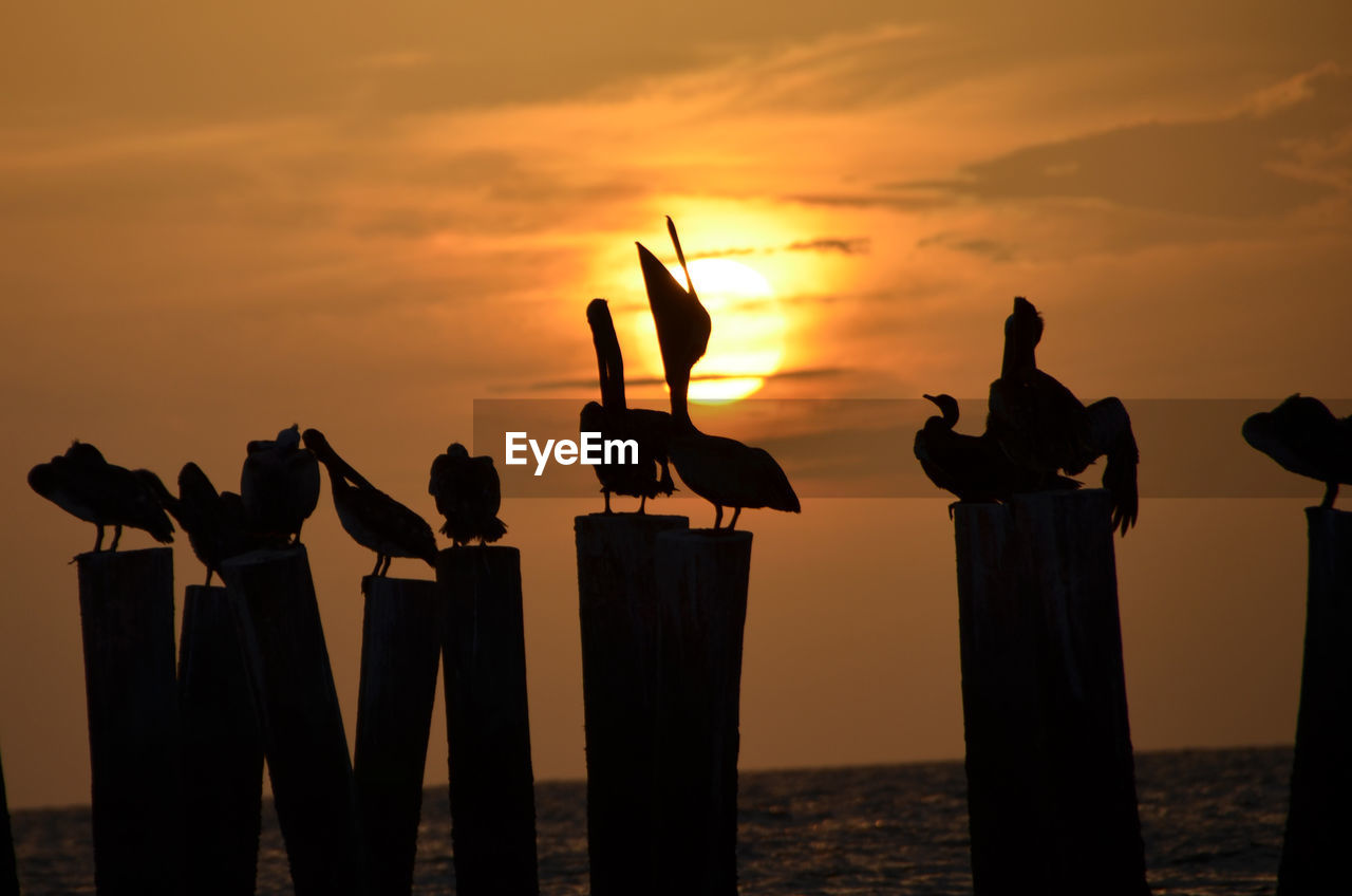 Silhouette pelicans perching on wooden posts in sea against sky during sunset