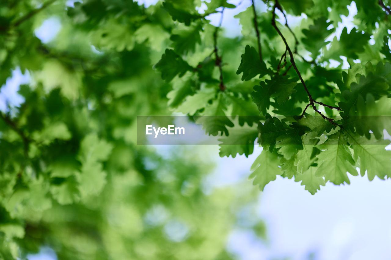 green, plant, leaf, tree, plant part, nature, branch, food and drink, growth, sunlight, freshness, beauty in nature, no people, food, outdoors, environment, summer, sky, backgrounds, healthy eating, produce, day, flower, fruit, environmental conservation, agriculture, low angle view, close-up, landscape, selective focus