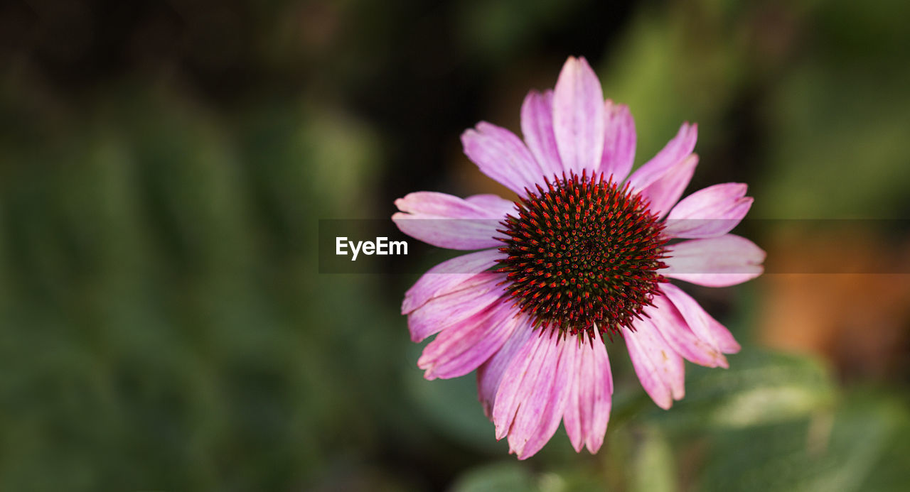 Close-up of pink flower