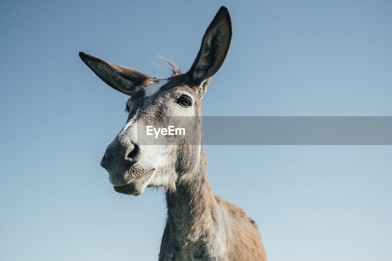 Low angle view of donkey standing against blue sky