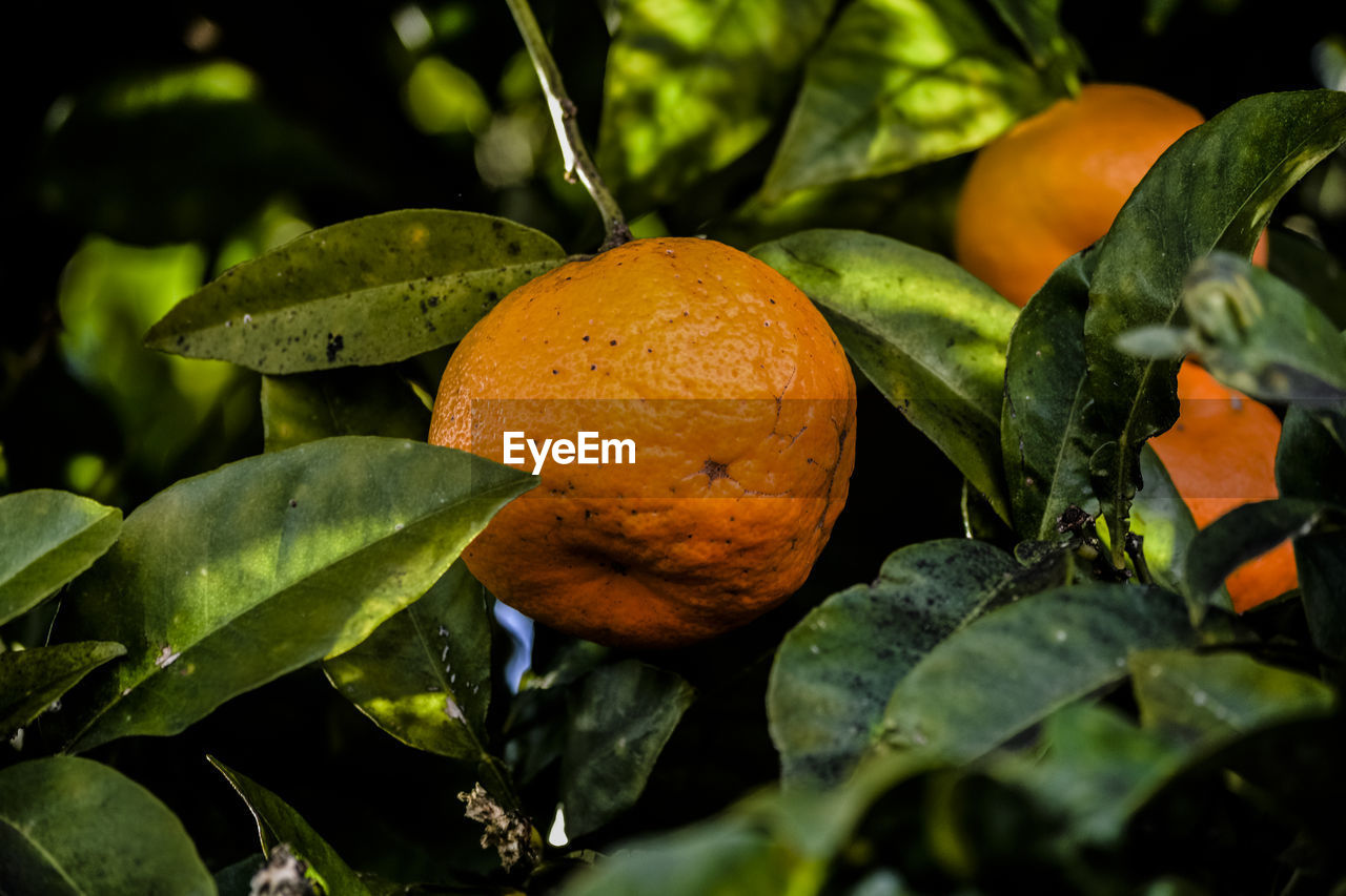 Close-up of orange fruit on tree