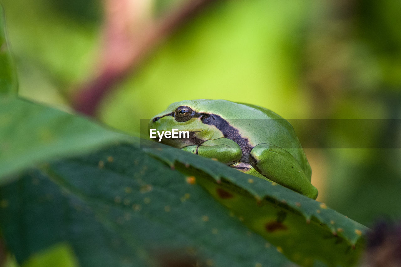 CLOSE-UP OF A LIZARD ON A LEAF