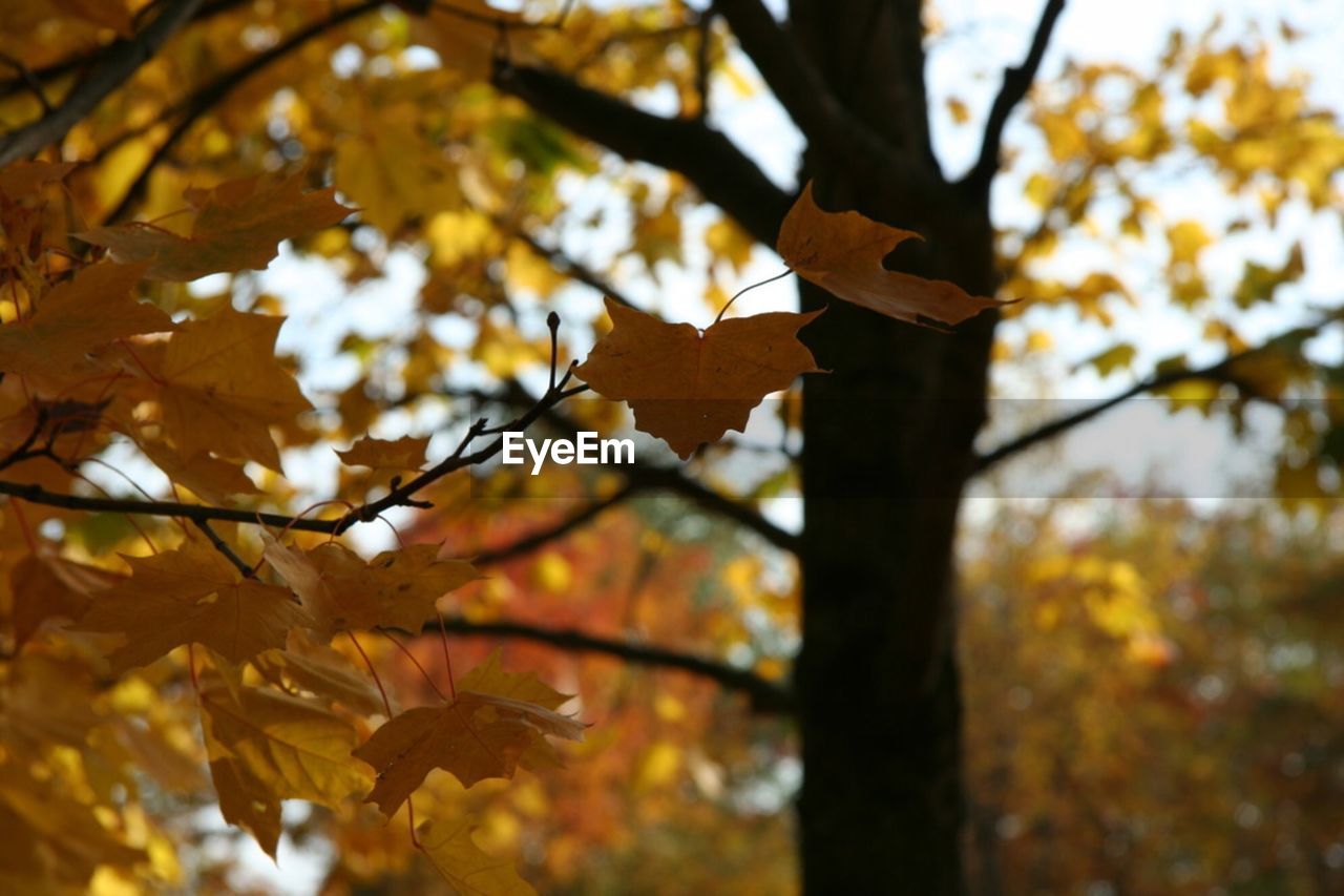 LOW ANGLE VIEW OF AUTUMN LEAVES ON TREE