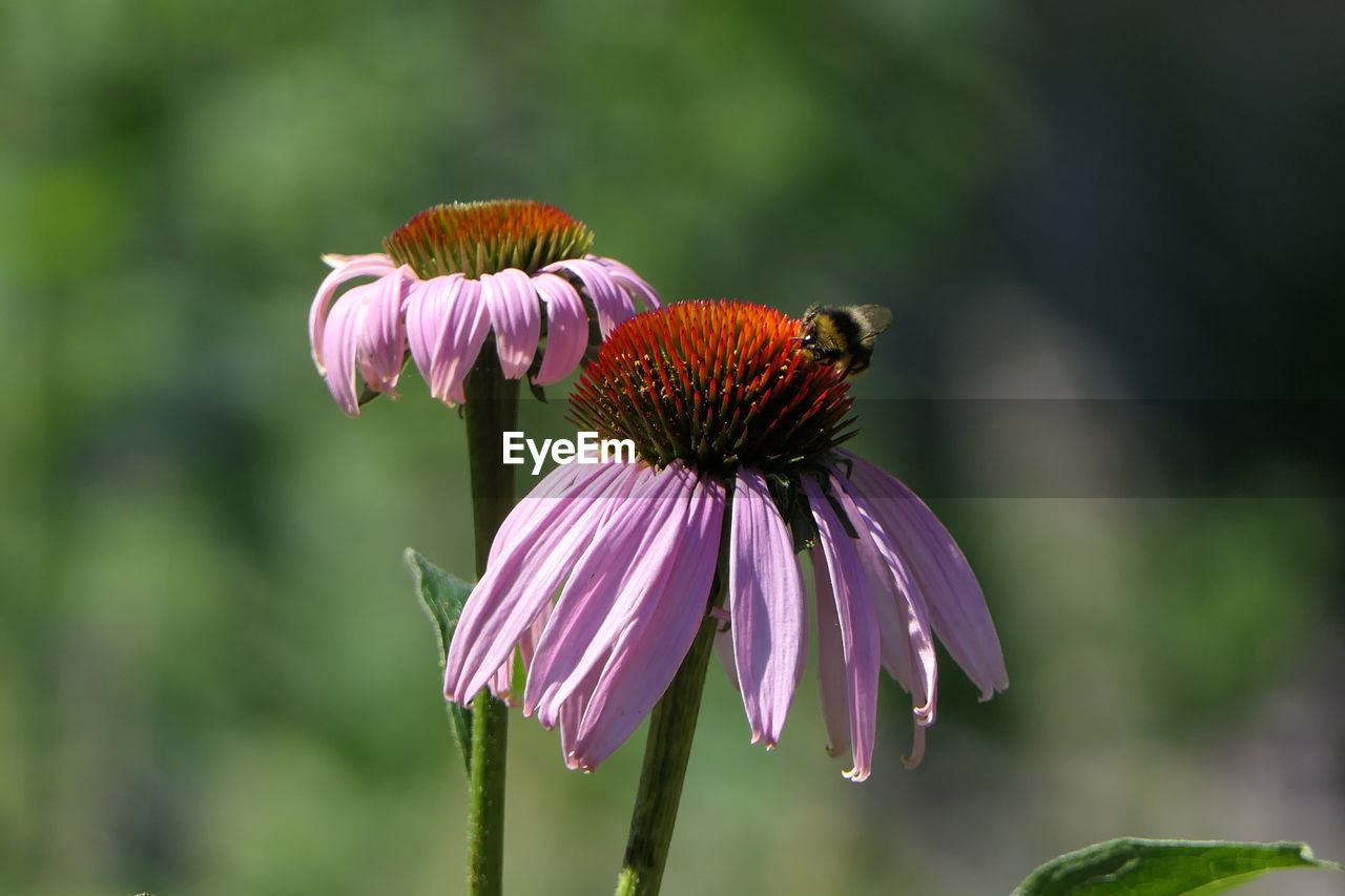 CLOSE-UP OF HONEY BEE POLLINATING ON PINK FLOWER