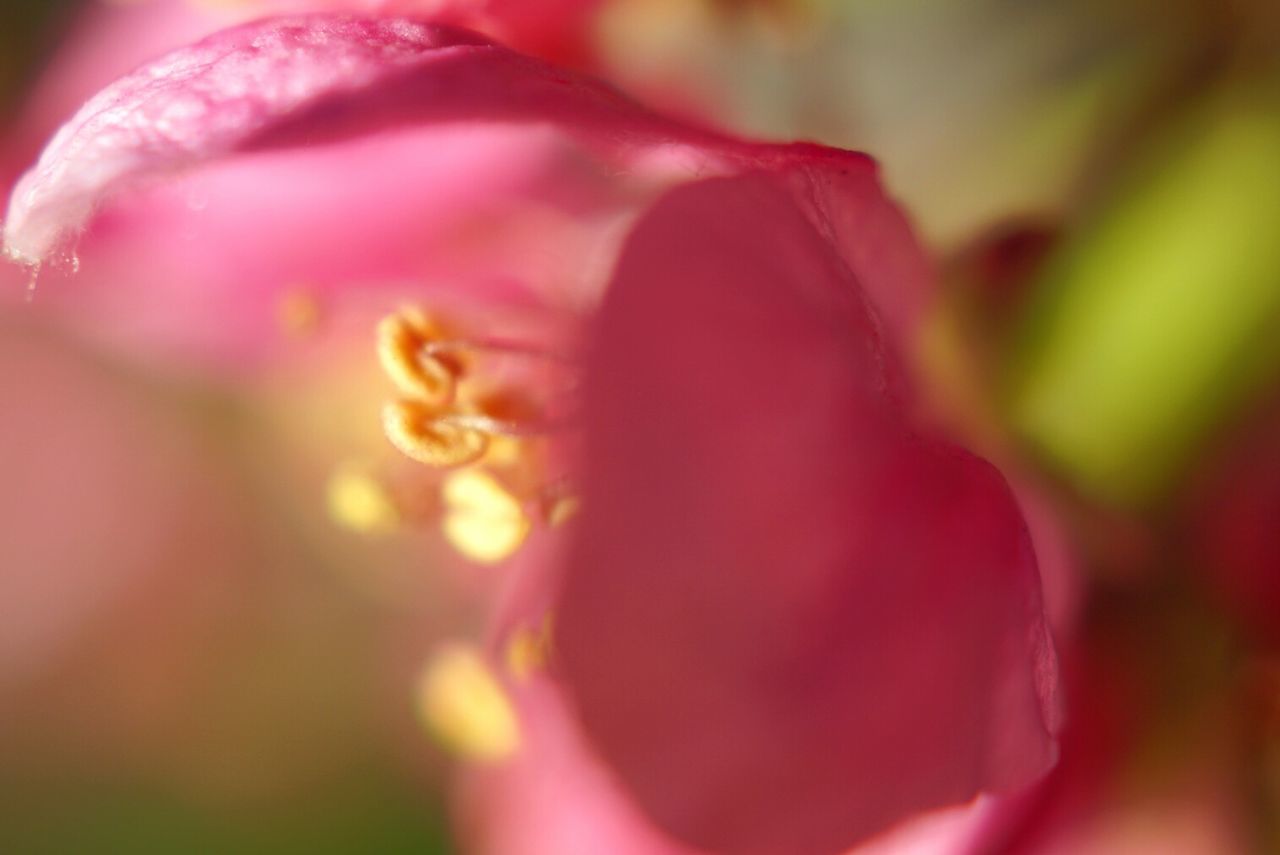 Close-up of pink flowers