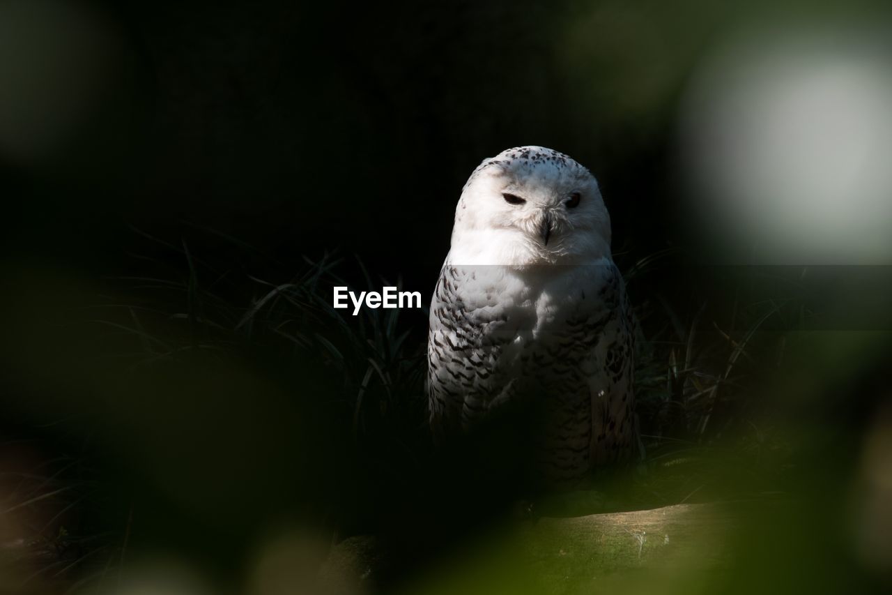 CLOSE-UP PORTRAIT OF A BIRD