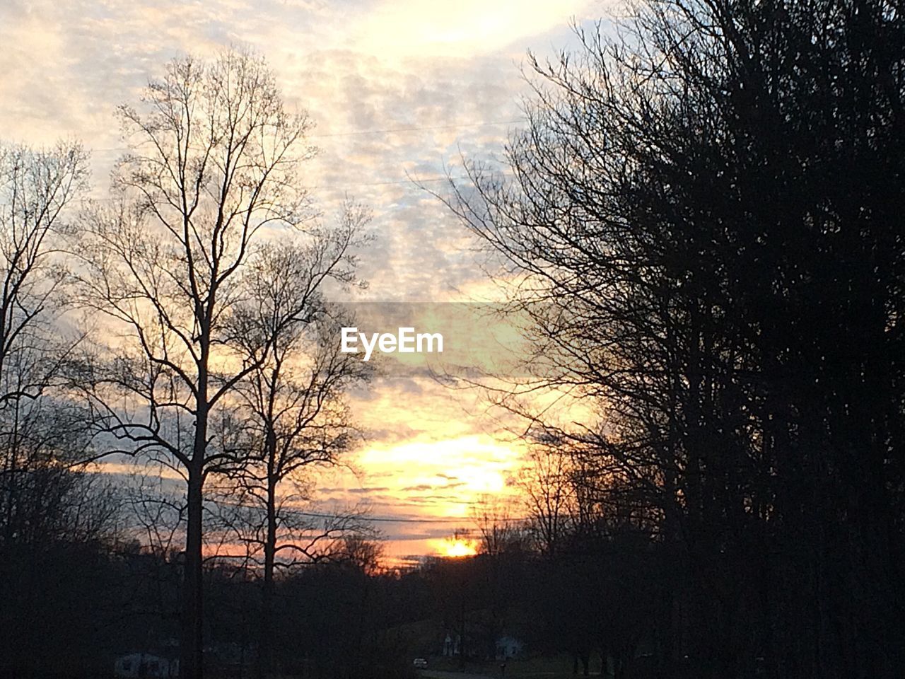 SILHOUETTE OF BARE TREES AGAINST SUNSET