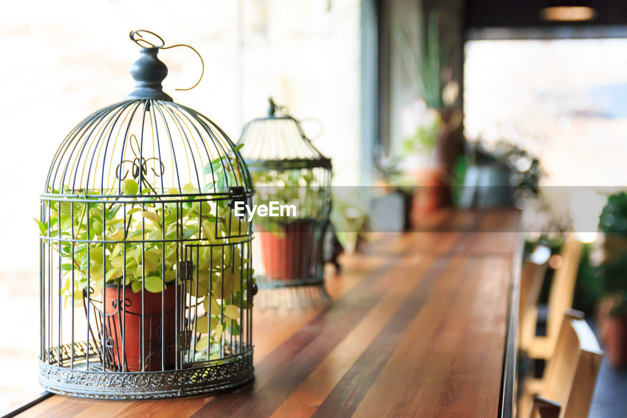 Close-up of potted plants in cage on table