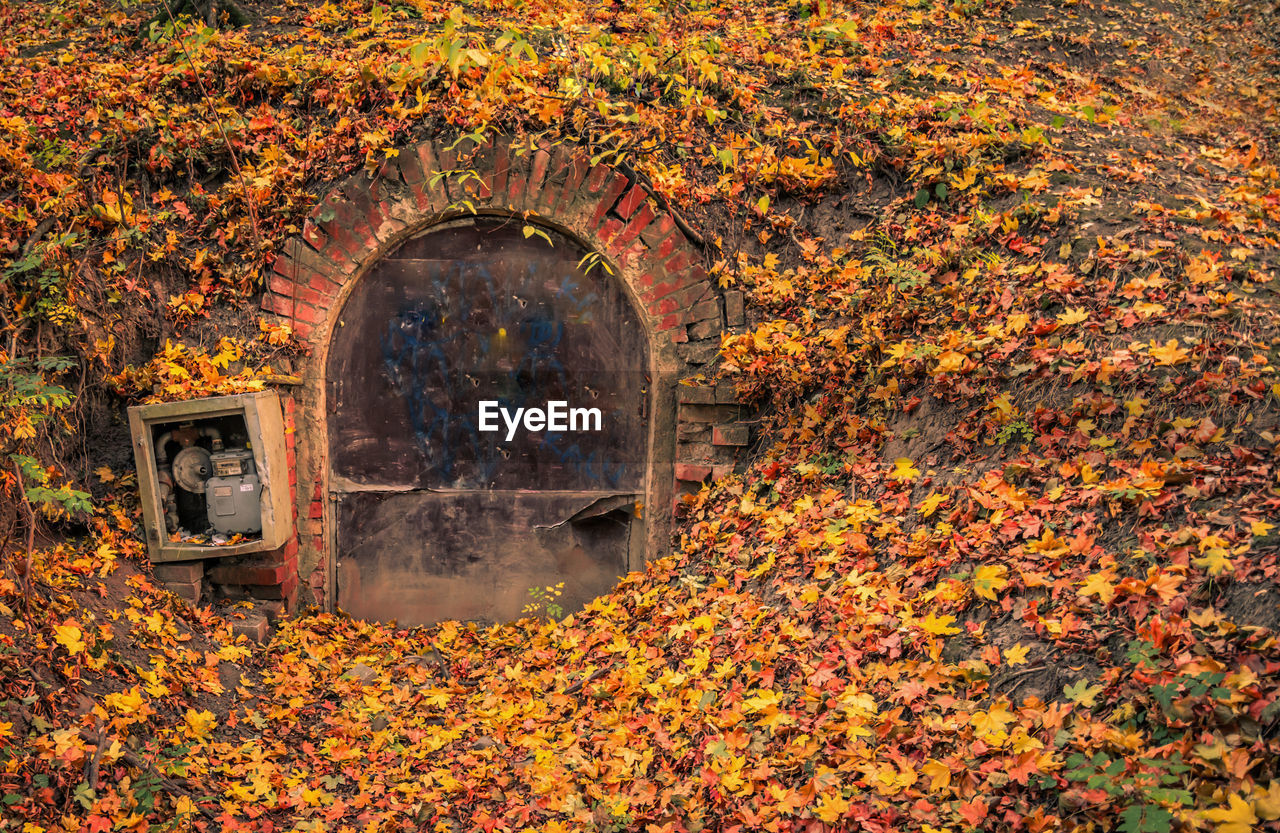 Sunlight falling on autumn leaves on field